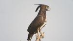 Aigle huppard / Long-crested Eagle