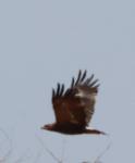 Aigle des steppes / Steppe Eagle