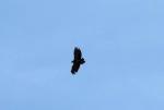 Aigle criard / Greater Spotted Eagle