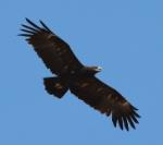 Aigle criard / Greater Spotted Eagle