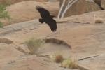 Corbeau à queue courte / Fan-tailed Raven