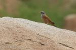 Bruant du Sahara (E. sahari) / House Bunting (E. sahari)