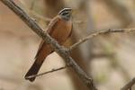 Bruant cannelle / Cinnamon-breasted Rock Bunting