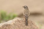 Bruant cannelle / Cinnamon-breasted Rock Bunting