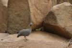 Pintade de Numidie / Helmeted Guineafowl