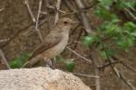 Traquet à queue brune / Brown-tailed Rock Chat