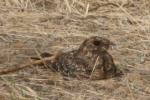 Engoulevent à balanciers / Standard-winged Nightjar