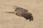 Engoulevent à balanciers / Standard-winged Nightjar