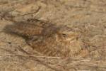 Engoulevent doré / Golden Nightjar