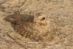 Engoulevent doré / Golden Nightjar