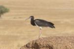 Cigogne d'Abdim / Abdim's Stork