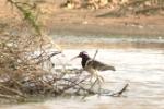 Rhynchée peinte / Greater Painted-snipe