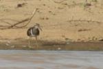 Rhynchée peinte / Greater Painted-snipe