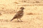 Moinelette à oreillons blancs / Chestnut-backed Sparrow Lark