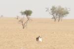 Outarde nubienne / Nubian Bustard