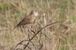 Alouette chanteuse / Singing Bush Lark