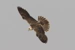 Faucon lanier / Lanner Falcon