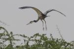 Héron mélanocéphale / Black-headed Heron