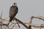 Faucon lanier / Lanner Falcon