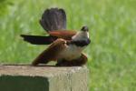 Coucal du Sénégal / Senegal Coucal