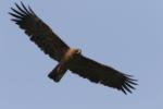 Aigle de Wahlberg / Wahlberg's Eagle