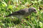 Serin à croupion blanc / White-rumped Seedeater