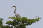 Héron mélanocéphale / Black-headed Heron