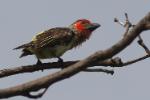 Barbican de Vieillot / Vieillot's Barbet