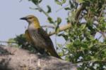 Loriot d'Europe / Eurasian Golden Oriole